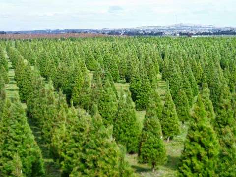 Photo: Melbourne Christmas Tree Farm
